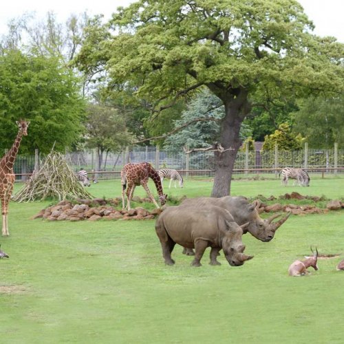Africa-Alive image 3